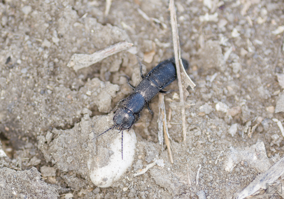 Ocypus nitens - fekete holyva