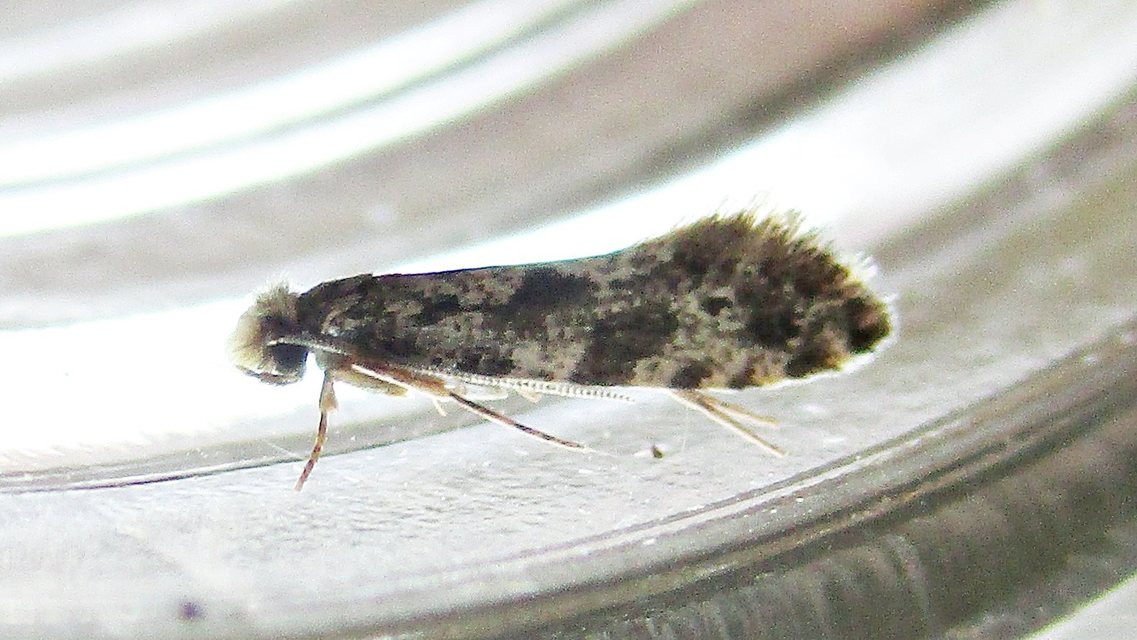 Tineidae - ruhamolyfélék