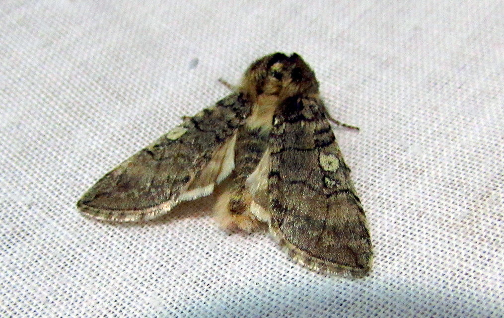 Achlya flavicornis - nyíres pihésszövő
