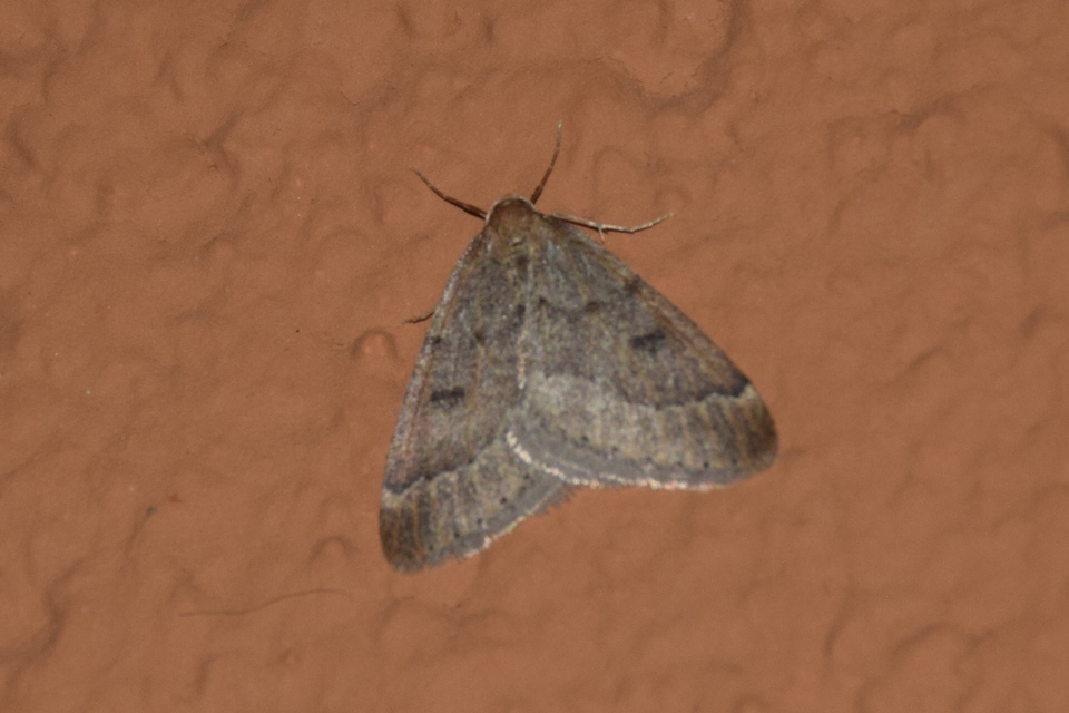 Theria rupicapraria - tavaszi kökényaraszoló