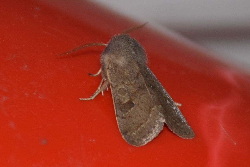 Orthosia populeti - nyárfa-barkabagoly