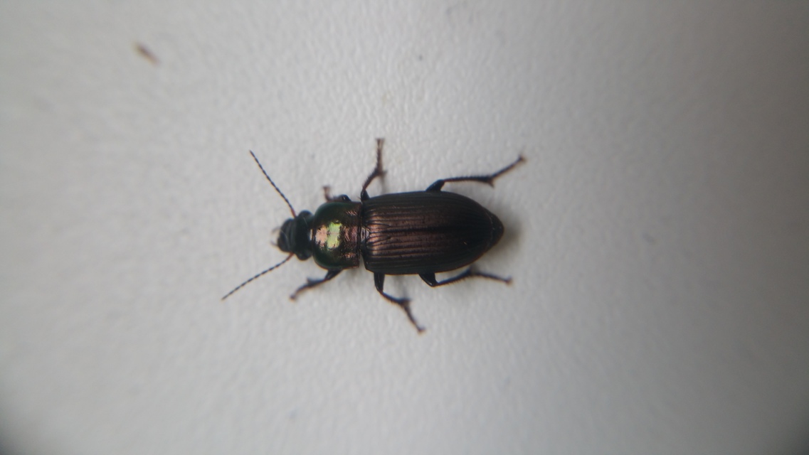 Harpalus distinguendus - mezei lomhafutó
