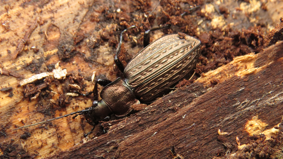 Carabus granulatus - mezei futrinka