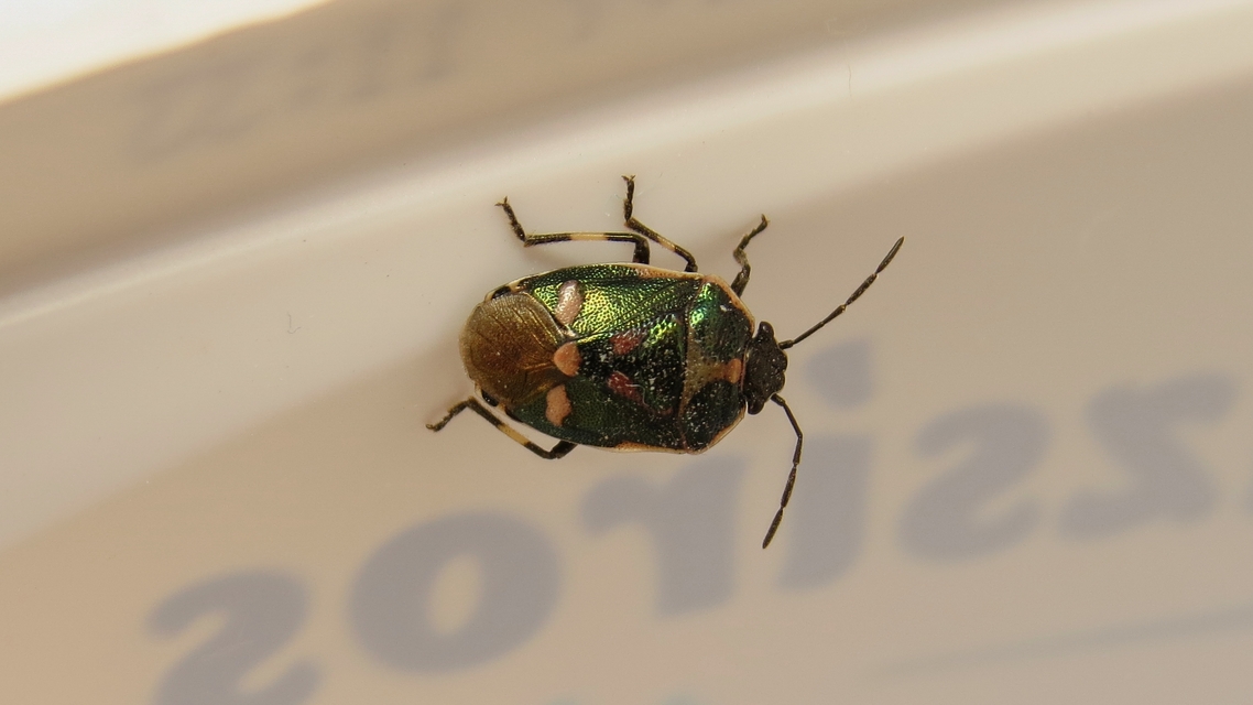 Eurydema oleracea - paréjpoloska Eurydema oleracea - paréjpoloska