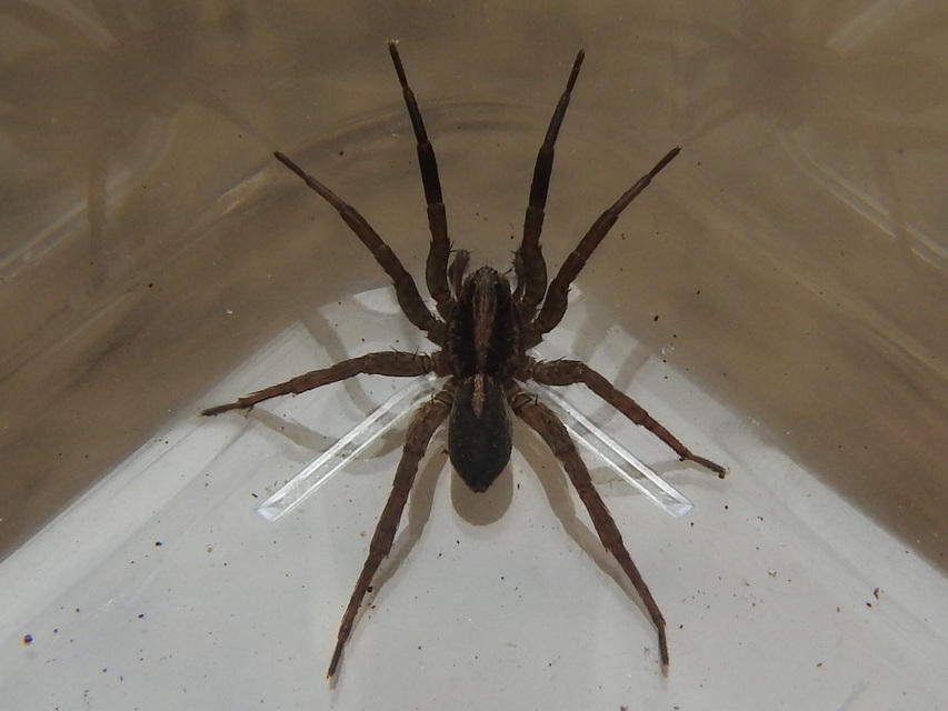 Trochosa ruricola - mezei farkaspók