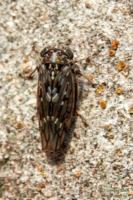 Idiocerinae