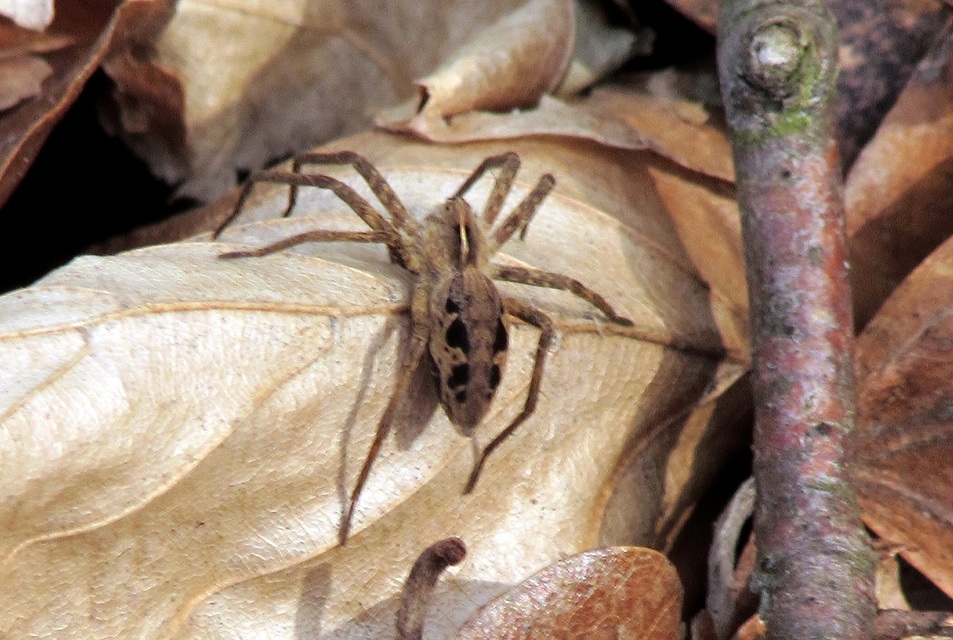 Pisaura mirabilis - csodáspók