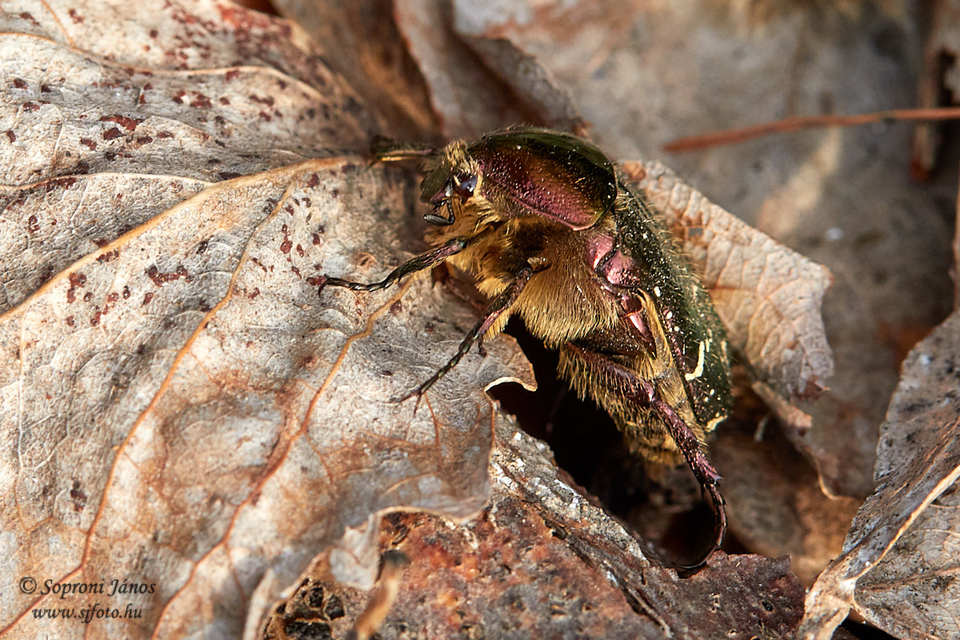 Cetonia aurata - aranyos virágbogár