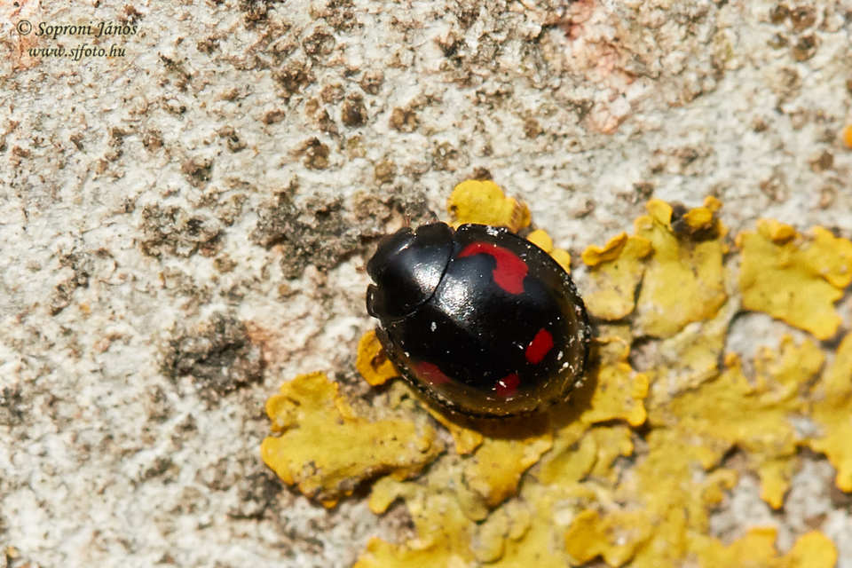 Exochomus quadripustulatus - négyfoltos szerecsenkata