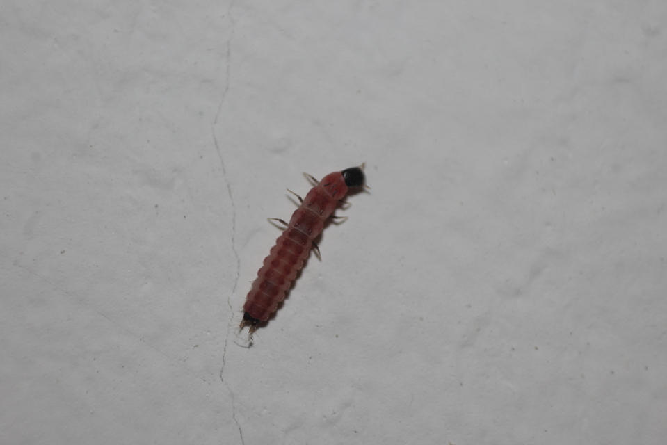 Melyridae - sziklaibogár-félék