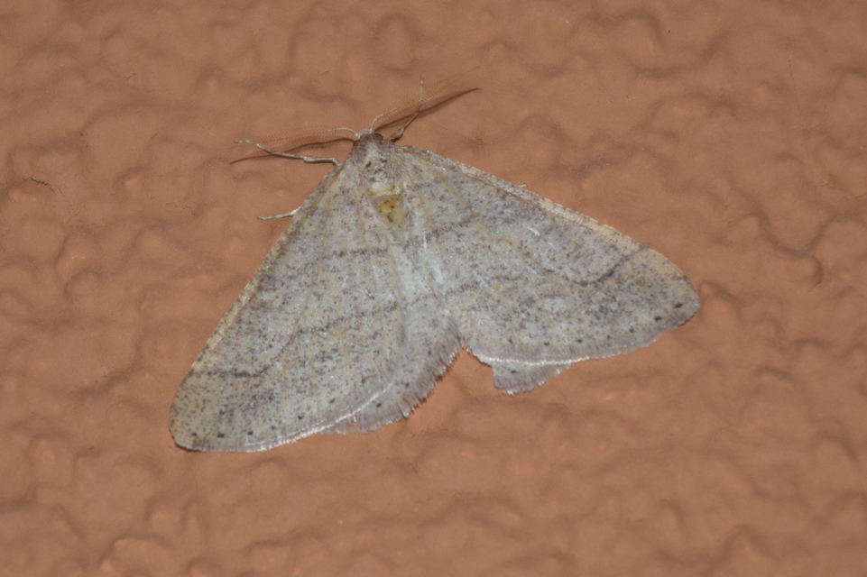 Agriopis marginaria - sárgás téliaraszoló