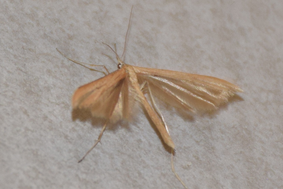 Pterophoridae - tollasmolyfélék