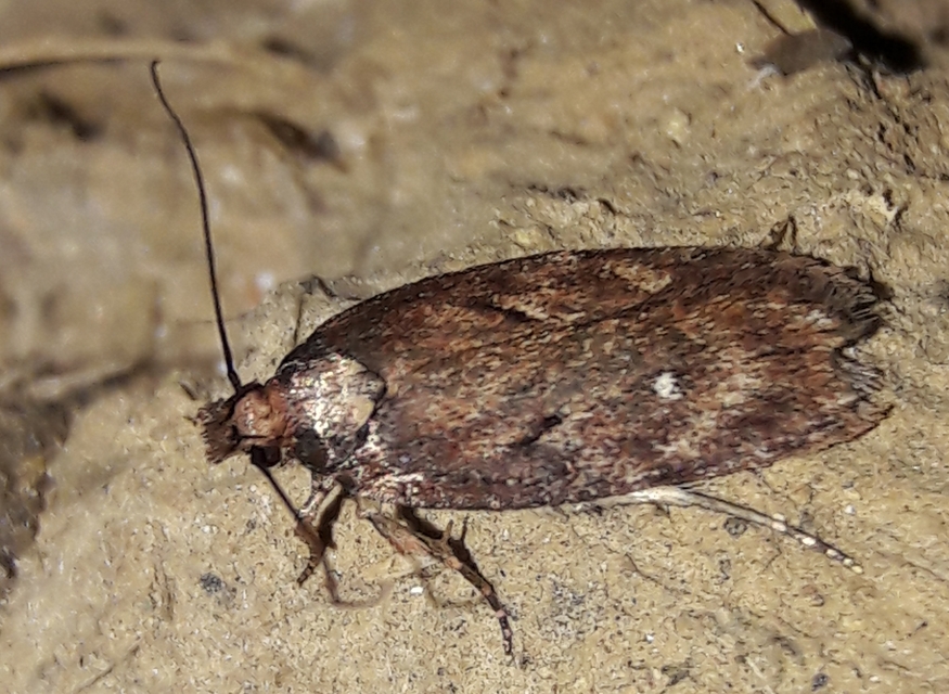 Depressaria albipunctella - fehérpettyes laposmoly
