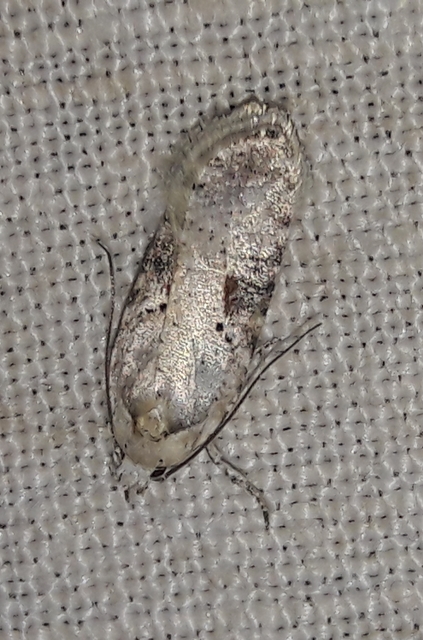 Agonopterix alstromeriana - bürök-laposmoly