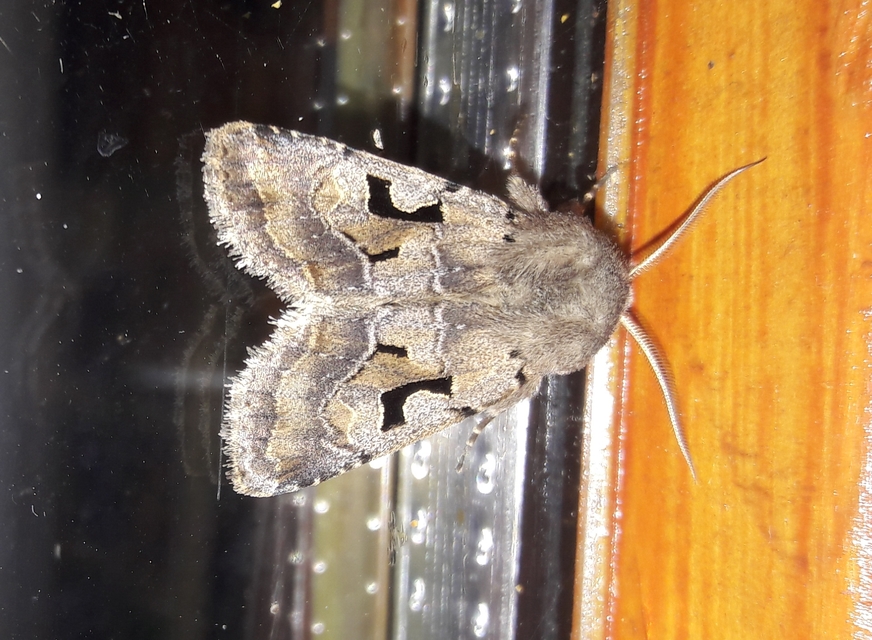 Orthosia gothica - feketefoltos barkabagoly
