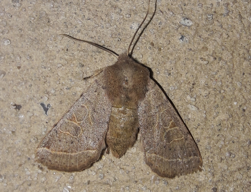 Orthosia cerasi - közepes barkabagoly