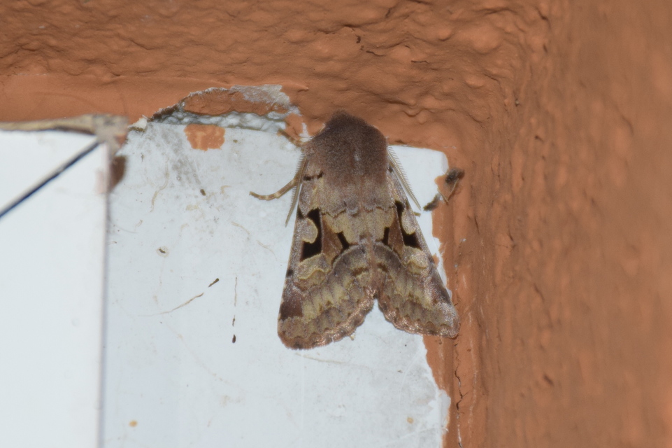 Orthosia gothica - feketefoltos barkabagoly