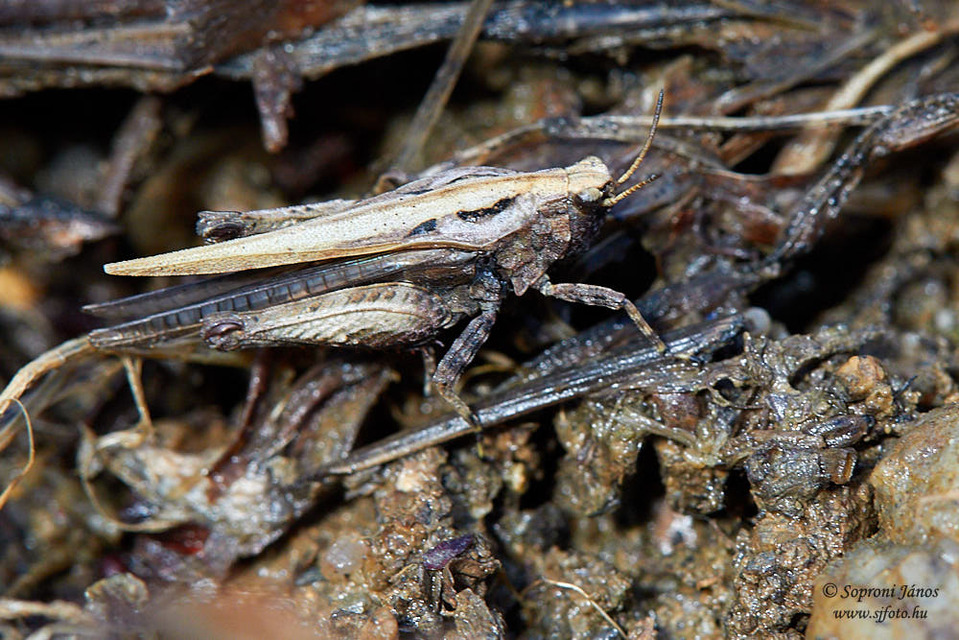 Tetrix subulata - közönséges tövishátúsáska