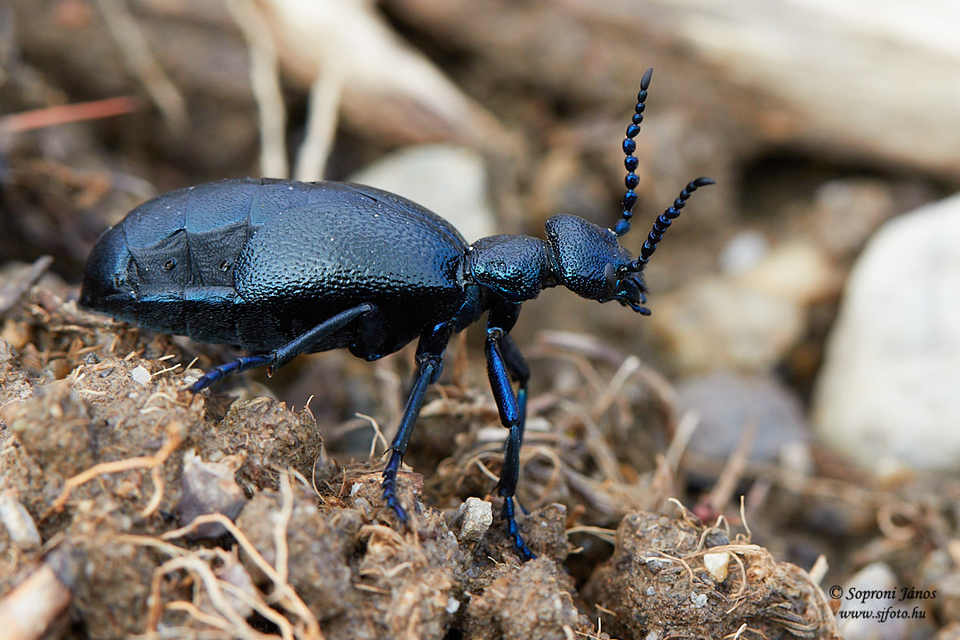 Meloe proscarabaeus - közönséges nünüke