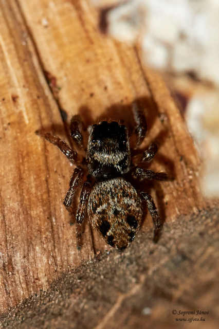 Salticidae - ugrópókok