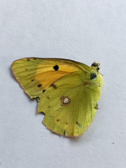 Colias croceus - sáfránylepke