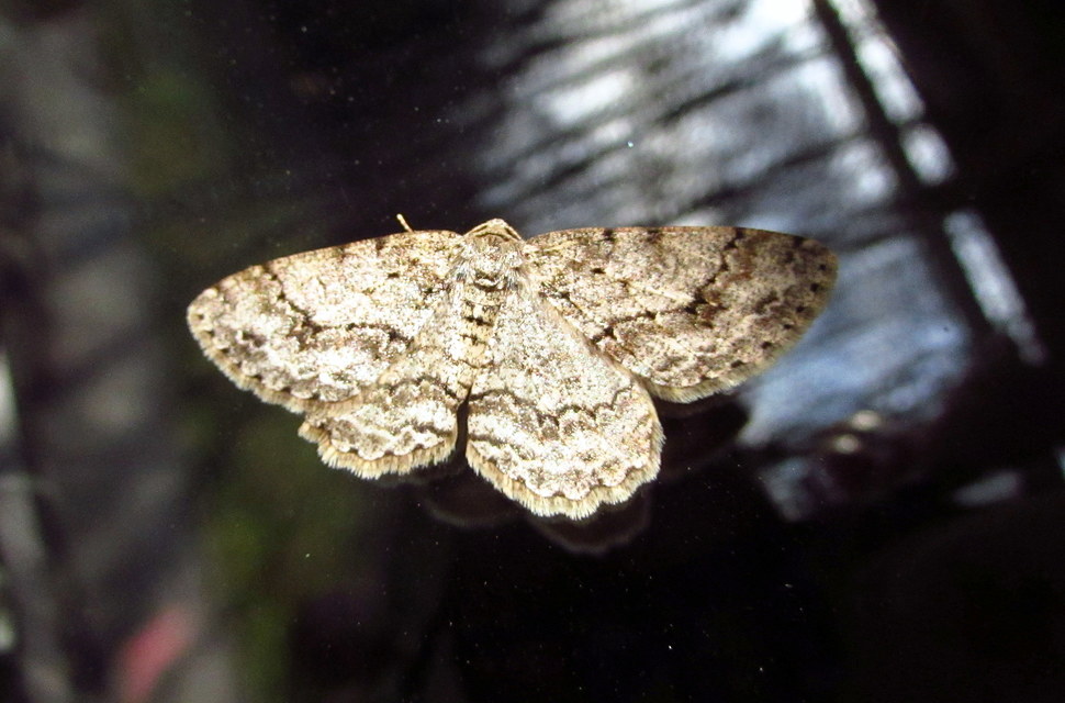 Ectropis crepuscularia - avararaszoló