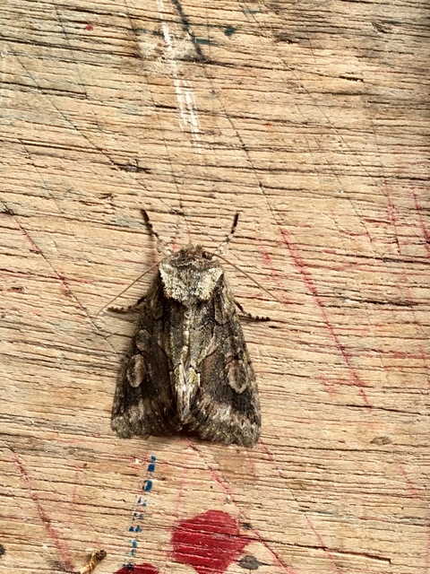 Allophyes oxyacanthae - galagonyabagoly