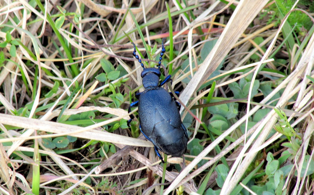 Meloe proscarabaeus - közönséges nünüke