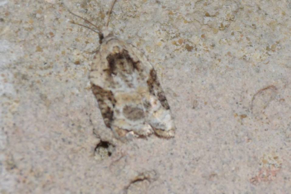 Acleris variegana - tarka levélmoly