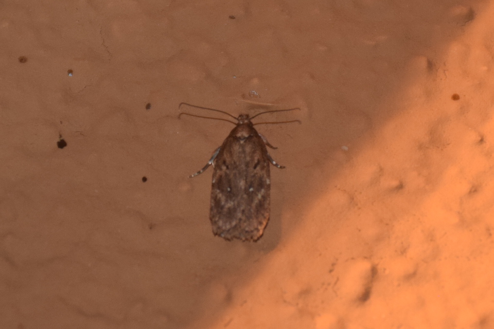Depressariidae - laposmolyfélék