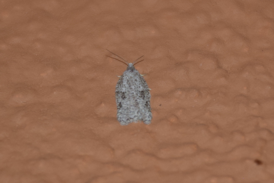 Acleris