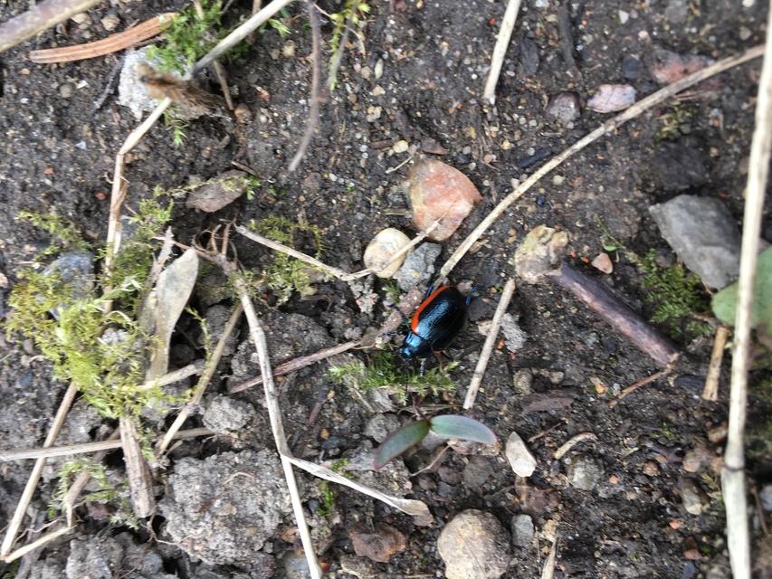 Chrysolina rossia - trapézhátú szegélyeslevelész