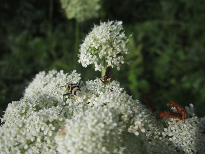 Braconidae - gyilkosfürkészek