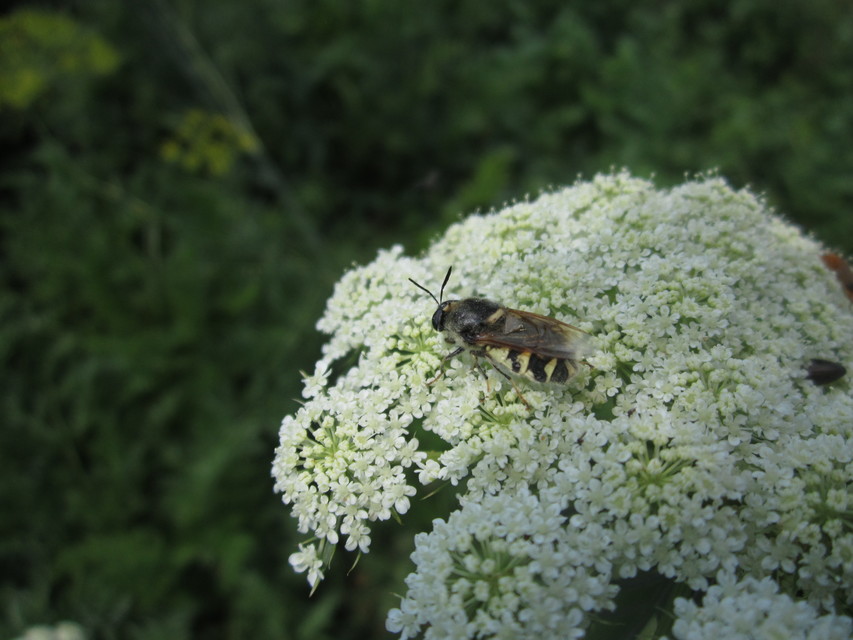 Stratiomys