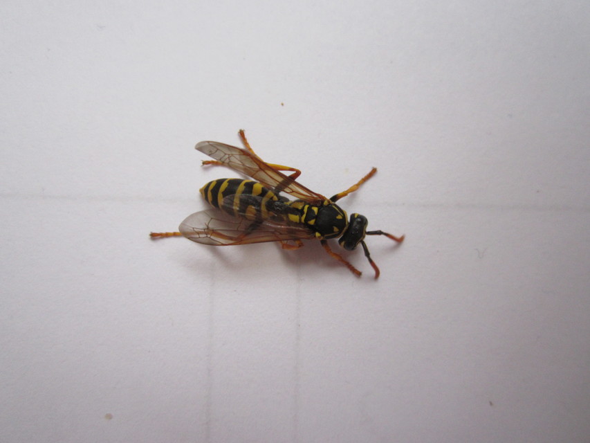 Polistes dominulus - déli papírdarázs