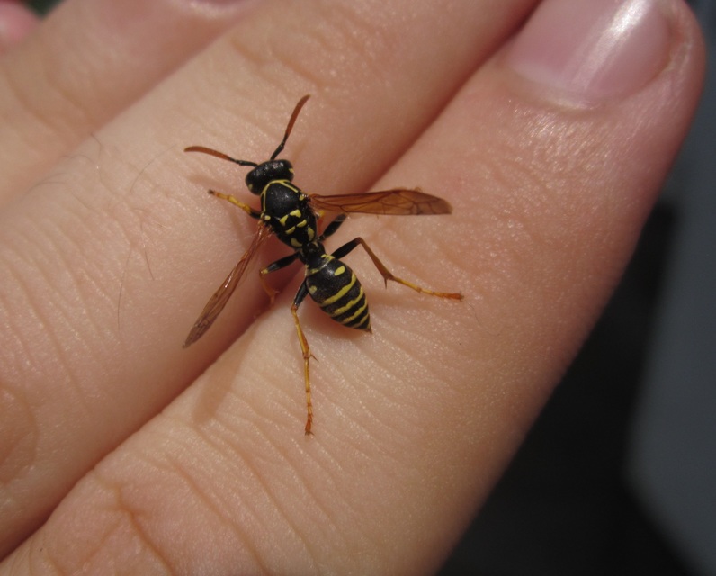 Polistes nimpha - padlásdarázs