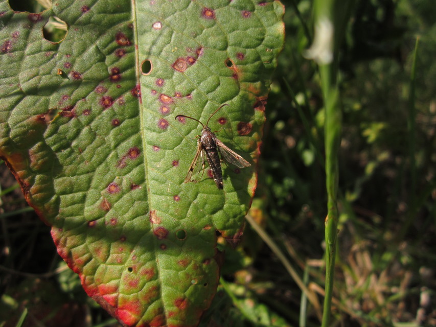Sesiidae - szitkárfélék
