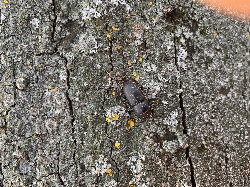 Dorcus parallelipipedus - kis szarvasbogár