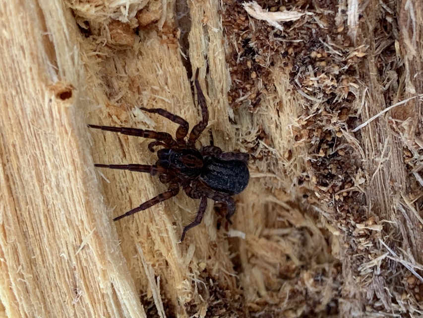 Trochosa