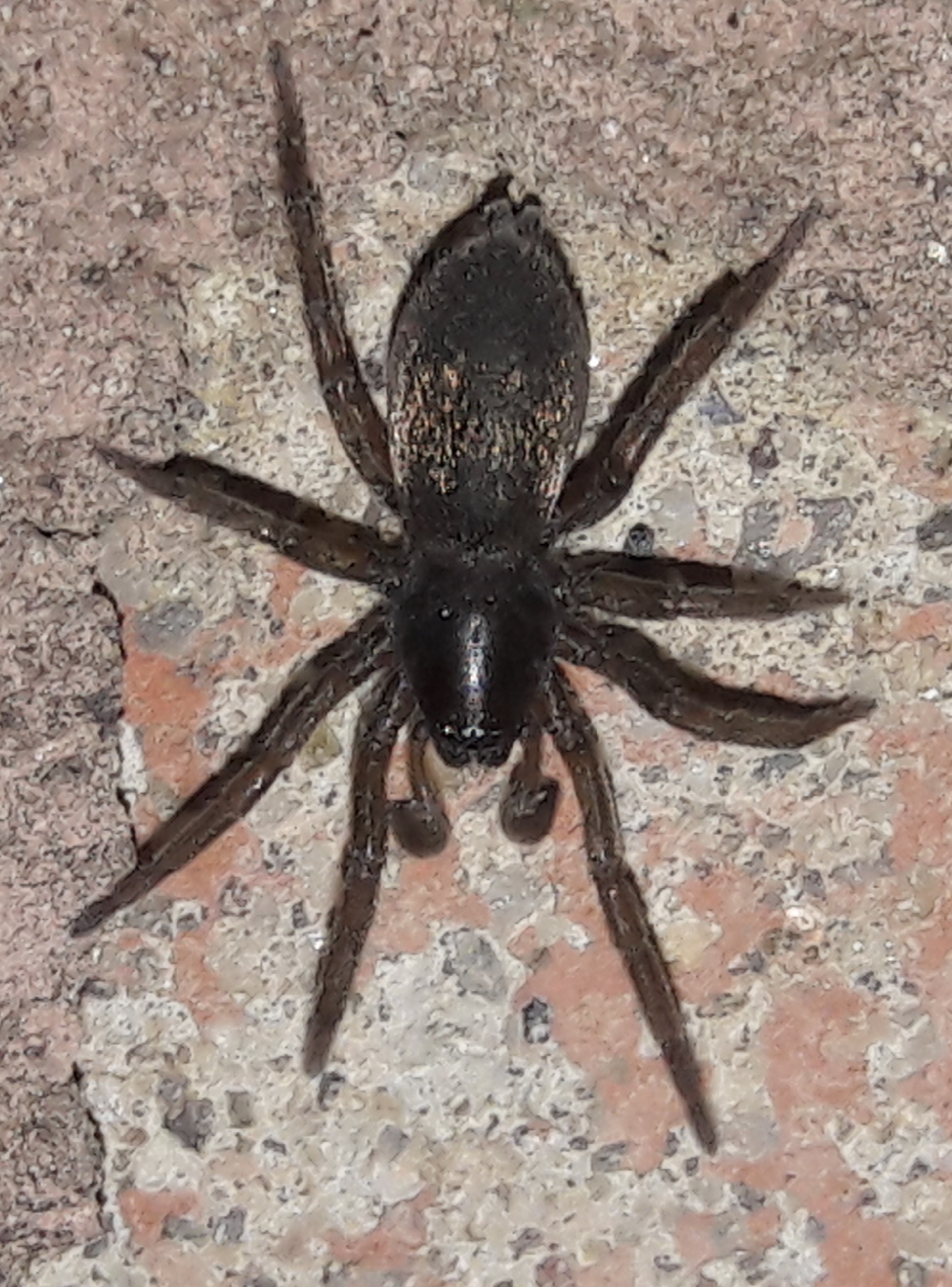 Gnaphosa opaca