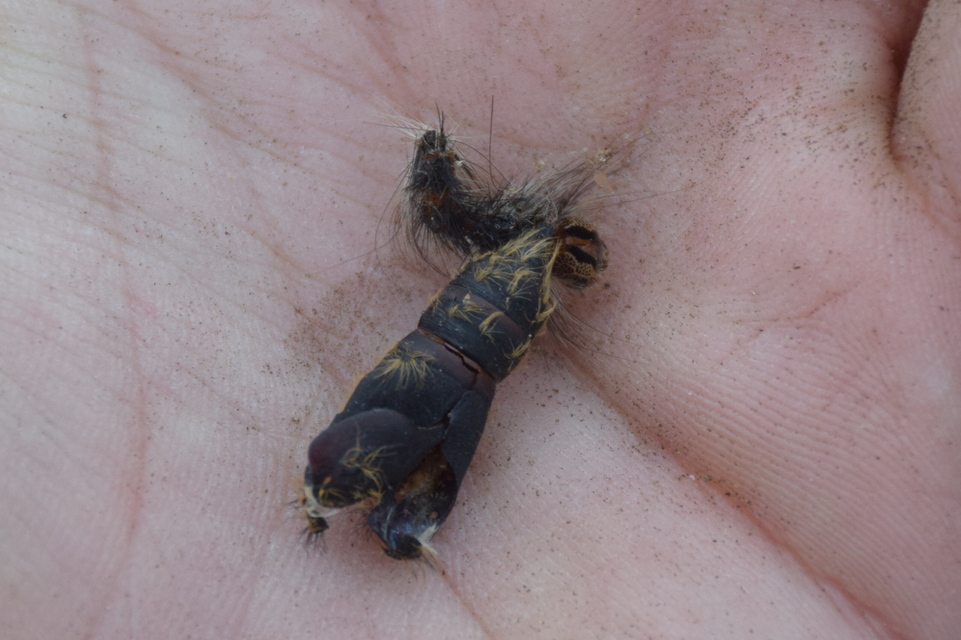Lymantria dispar - gyapjaslepke