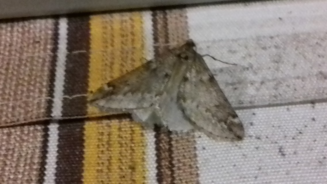Alsophila aescularia - vadgesztenye-araszoló