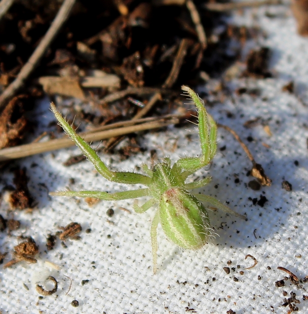 Heriaeus oblongus