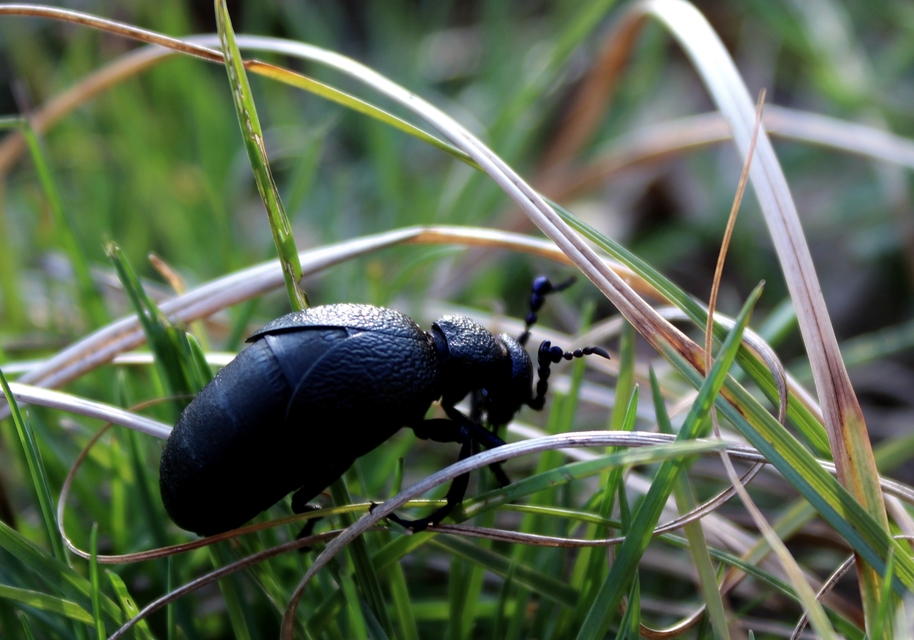 Meloe proscarabaeus - közönséges nünüke