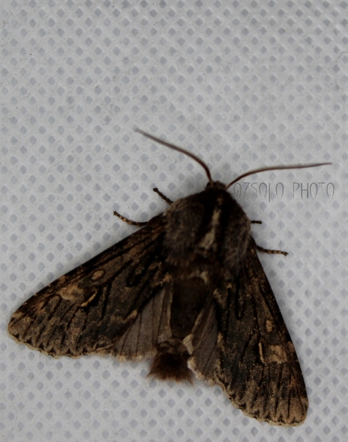 Brachionycha nubeculosa - zömök fésűsbagoly