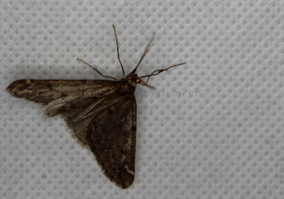 Alsophila aescularia - vadgesztenye-araszoló