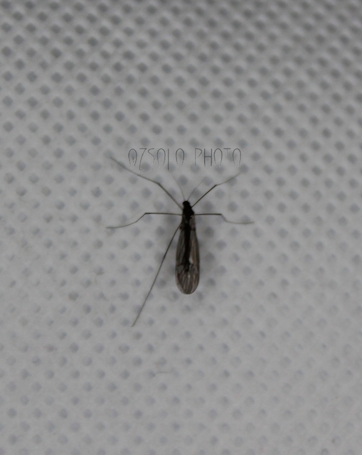 Trichocera