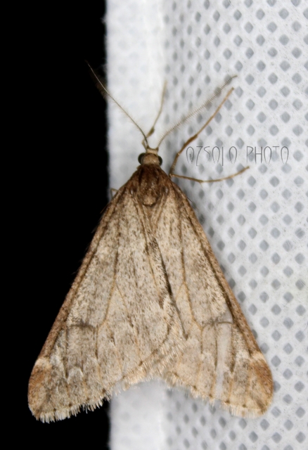 Alsophila aescularia - vadgesztenye-araszoló