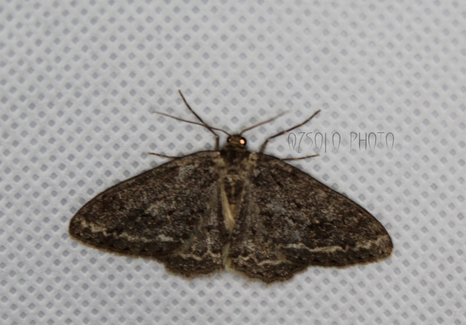 Ectropis crepuscularia - avararaszoló