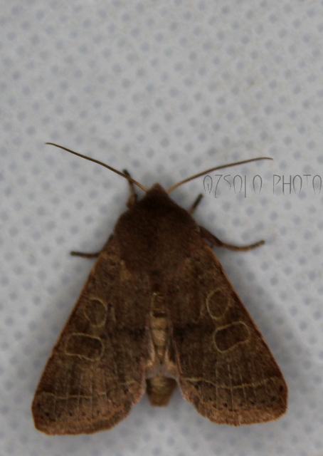 Orthosia cerasi - közepes barkabagoly